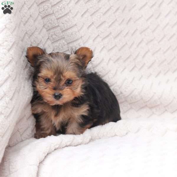 Cocoa, Yorkie Puppy