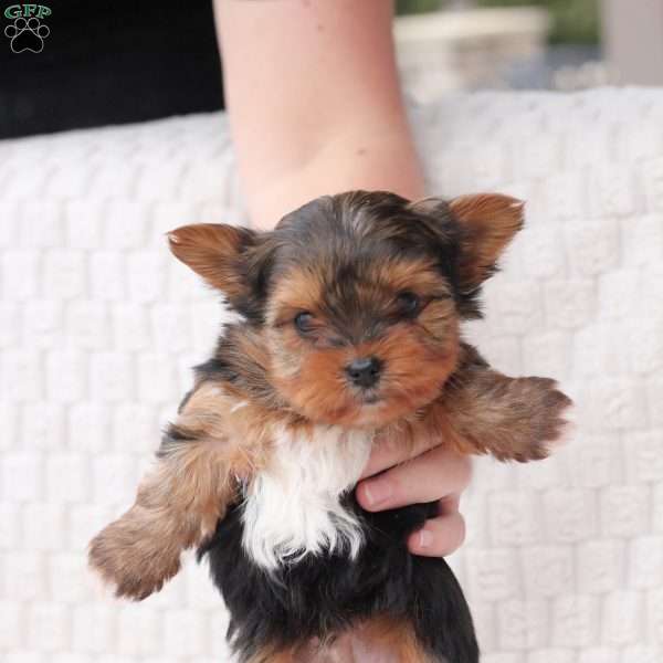 Teddy, Yorkie Puppy