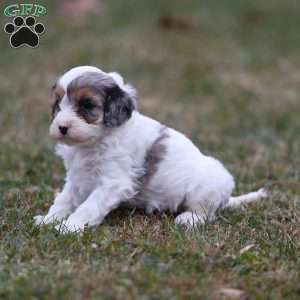 Frosty, Cavapoo Puppy