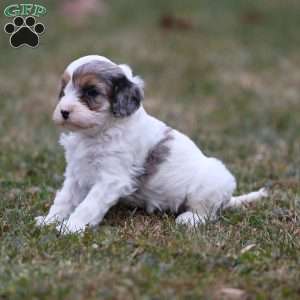 Frosty, Cavapoo Puppy