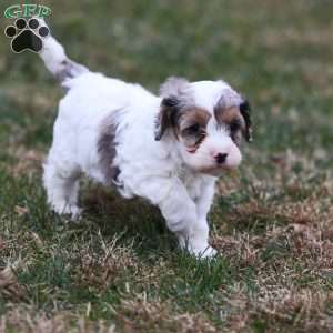 Frosty, Cavapoo Puppy