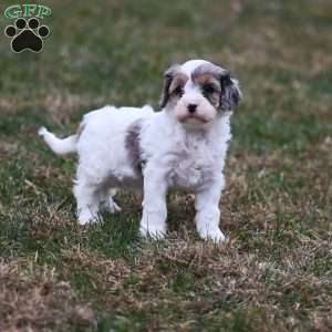 Frosty, Cavapoo Puppy