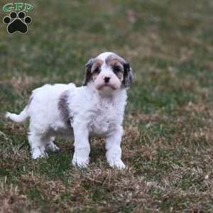 Frosty, Cavapoo Puppy