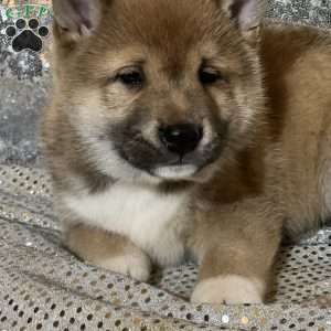 Topher, Shiba Inu Puppy