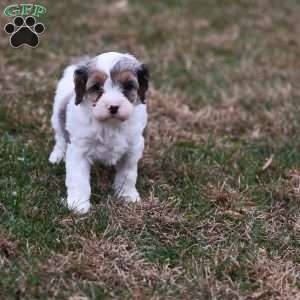Frosty, Cavapoo Puppy