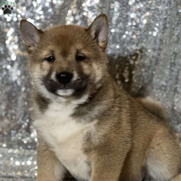 Topher, Shiba Inu Puppy
