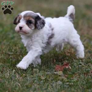 Frosty, Cavapoo Puppy
