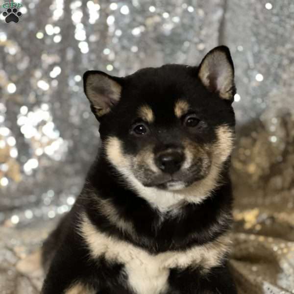Tommy, Shiba Inu Puppy