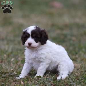 Snickerdoodle, Cavapoo Puppy