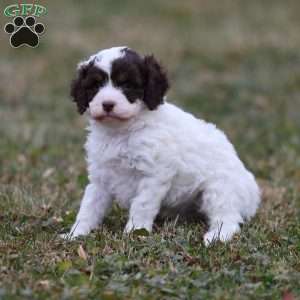 Snickerdoodle, Cavapoo Puppy