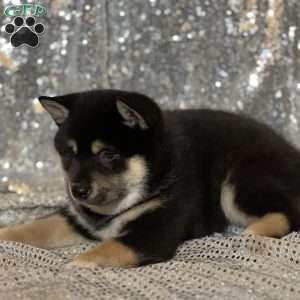 Tommy, Shiba Inu Puppy