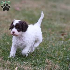 Snickerdoodle, Cavapoo Puppy