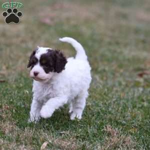 Snickerdoodle, Cavapoo Puppy