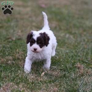 Snickerdoodle, Cavapoo Puppy