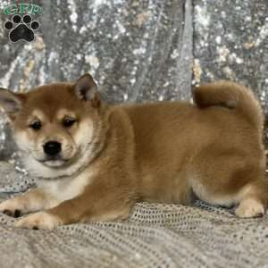 Tina, Shiba Inu Puppy