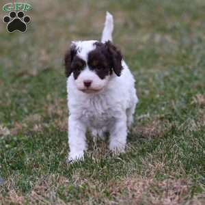 Snickerdoodle, Cavapoo Puppy