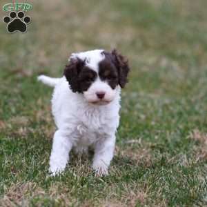Snickerdoodle, Cavapoo Puppy