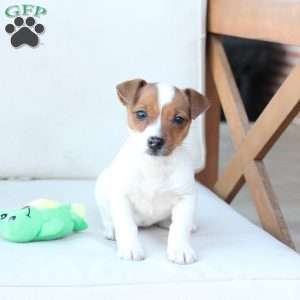 Cookie, Jack Russell Terrier Puppy