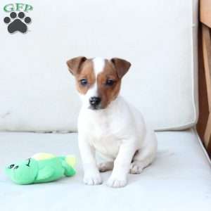 Cookie, Jack Russell Terrier Puppy