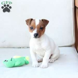 Cookie, Jack Russell Terrier Puppy