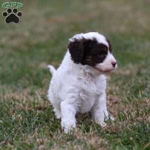 Snickerdoodle, Cavapoo Puppy