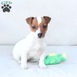 Cookie, Jack Russell Terrier Puppy