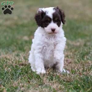 Snickerdoodle, Cavapoo Puppy