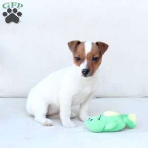 Cookie, Jack Russell Terrier Puppy