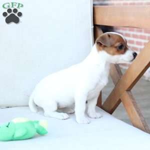 Cookie, Jack Russell Terrier Puppy