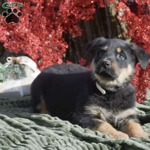 Atlas, German Shepherd Mix Puppy