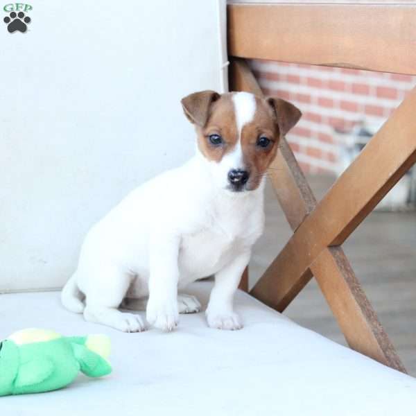 Cookie, Jack Russell Terrier Puppy