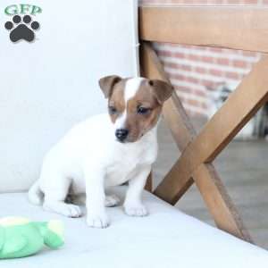Cookie, Jack Russell Terrier Puppy
