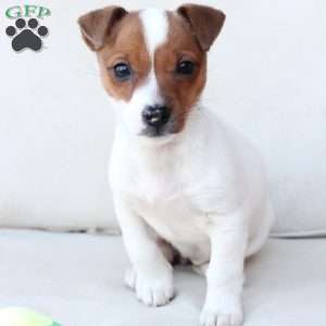 Cookie, Jack Russell Terrier Puppy