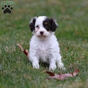 Gumdrop, Cavapoo Puppy