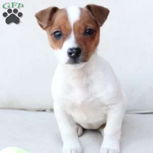 Cookie, Jack Russell Terrier Puppy