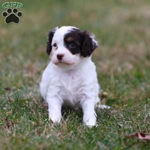 Gumdrop, Cavapoo Puppy