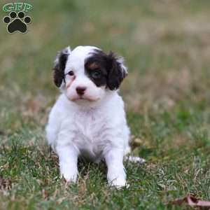 Gumdrop, Cavapoo Puppy