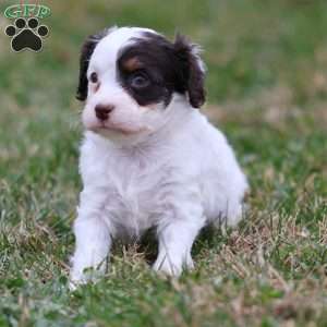 Gumdrop, Cavapoo Puppy