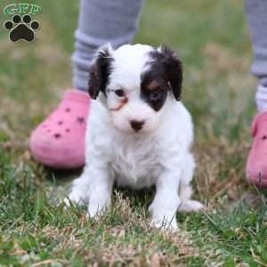 Gumdrop, Cavapoo Puppy