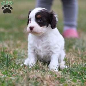 Gumdrop, Cavapoo Puppy
