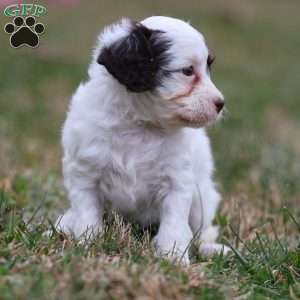Gumdrop, Cavapoo Puppy
