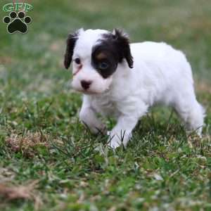 Gumdrop, Cavapoo Puppy