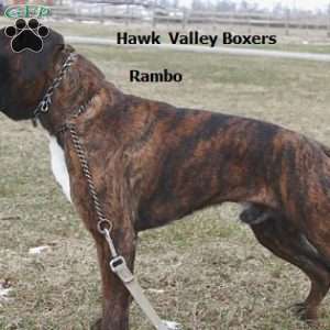 Quinten, Boxer Puppy