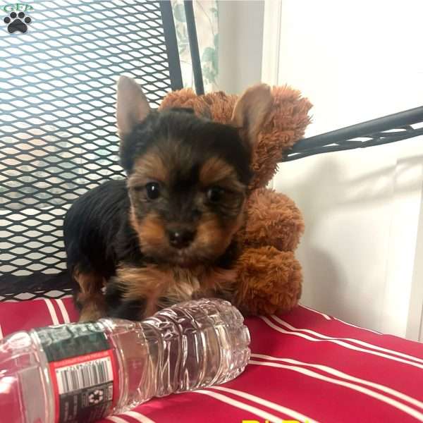 Marie, Yorkie Puppy