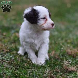 Gumdrop, Cavapoo Puppy