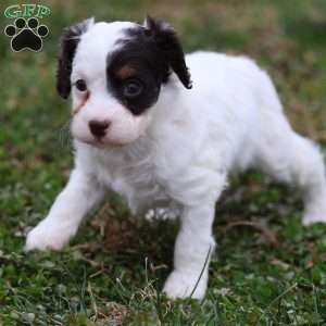 Gumdrop, Cavapoo Puppy