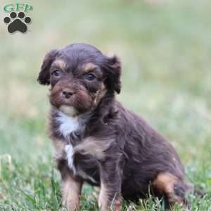 Gingerbread, Cavapoo Puppy