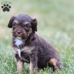 Gingerbread, Cavapoo Puppy