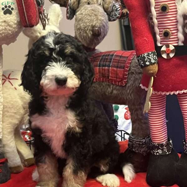 ZARA, Bernedoodle Puppy