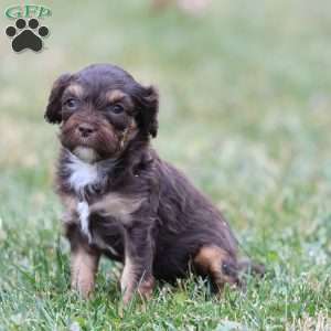 Gingerbread, Cavapoo Puppy
